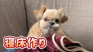 愛犬の寝床作りをこっそり撮影しました チワワ×シーズー