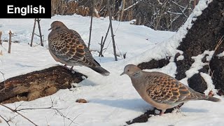 Oriental Turtle Doves in Seoul’s Namsan Park 🕊️🇰🇷