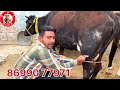 ਸਸਤੇ ਮੁੱਲ ਚ 1 ਸੂਈ ਗਾ 2 ਤੋਕੜ ਗਾਵਾ 1 ਗੱਬਣ ਦਾ ਵਿਕਾਉ 4 cow for sale 8 2 2025 brardairyfarmmoga