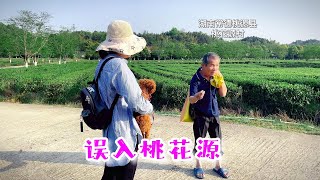 桃花源景区闲逛，误入《桃花源记》山水实景演出现场，真美！