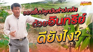 ตะลุยสวน EP.38 ตอน รองพื้นปลูกมันสำปะหลังด้วยอินทรีย์ ดียังไง?