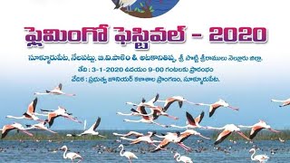 Flamingo Festival  2020 in Sullurpet in Nellore district || flamingo birds celebrations ||