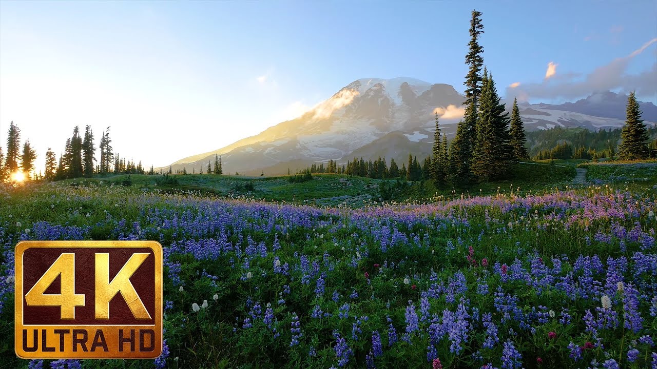 4K Relaxation 3-hour Loop Video - Wild Flowers Of Mount Rainier With ...