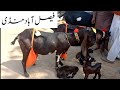 Faisalabad Bakra Mandi| New Update|FM Animals|03006698284|18•9•2024