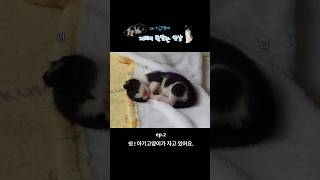 #아기고양이제리 #코숏 #새끼고양이 #고양이구조