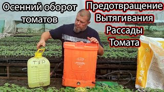 Пролей Рассаду ТАК! И рассада Томатов не будет вытягиваться!