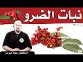 فوائد نبات الضَّرْوْ الصحية والجمالية / د. عماد ميزاب doktor imad mizab