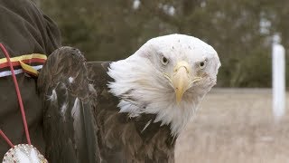 Eagle Release by Mi’kmaq Elder