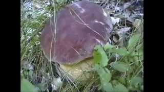 Il Barone Rosso [Boletus Pinicola]