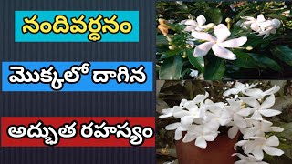 నందివర్ధనం చెట్టు లో దాగిన అద్భుత రహస్యం|Nandhivardhanam chettu uses telugu