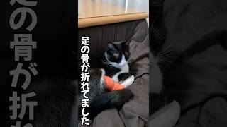 骨が折れた猫　#骨折 #保護猫 #保護ねこの家 #捨て猫 #catrescue #cathiding #cat #猫のいる暮らし #ねこ