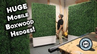 Making 5 HUGE Boxwood Hedges