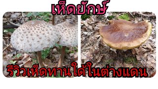 Ep63#เห็ดยักษ์# รีวิววิธีดูว่าเห็ดทานใด้ทานใม่ใด้ในต่างแดน.#เห็ดผึ้งใหญ่#เห็ดเกาลัด#เมียฝรั่งหาเห็ด