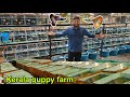 India's biggest guppy farm: Nature-Infused Farm Setup! | தமிழ் | CK Guppies and bettas | kerala