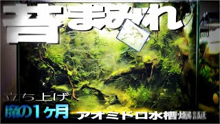 【アクアリウム】あっと言う間に綺麗になった【アオミドロ水槽】