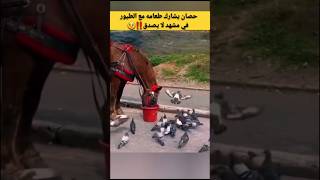 حصان يشارك طعامه مع الطيور 🥹في مشهد لا يصدق!💯