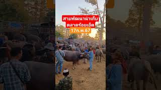 ตลาดควายร้อยเอ็ดถนนเลี่ยงเมืองระหว่างแยกยโสธรกับอาจสามารถเปิดวันเสาร์