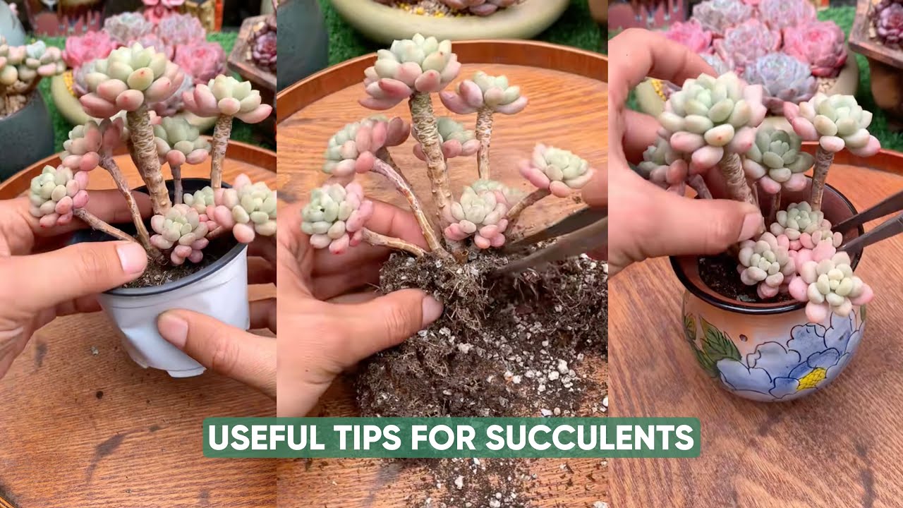 Discover The 5 Minute Trick To Keep Your Succulents Alive 다육이 多肉植物