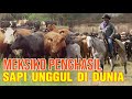 Peternakan Meksiko Penghasil Sapi Unggul Di Dunia