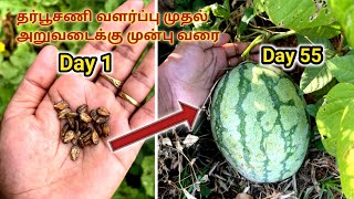 Watermelon plant growth from Day 1 to Day 55 in our home garden/ Fertilizer and pesticides for plant