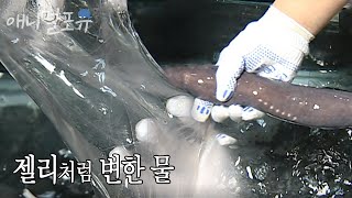 먹장어 점액으로 슬라임 만들기 가능? | KBS 스펀지 100305 방송