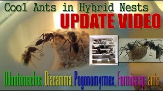 ANT FARM UPDATE: Cool Ants in Hybrid Nests | Odontomachus, Diacamma, Pogonomyrmex, Formica