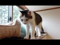 完成した階段と初対面なねこ。 cats meet the completed stairs for the first time.