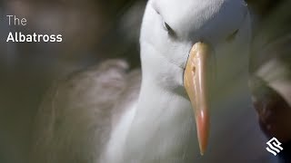 The Black-browed Albatross