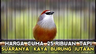 HARGA 25 RIBUAN SERASA PUNYA BURUNG JUTAAN TERNYATA SEMERDU INI KALO SUDAH BUNYI