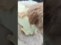 ハンドメイド犬服♡🐶黄色コーデ💛大人可愛いワンピース👗スタイル shorts ショート動画 犬服ハンドメイド 可愛いファッション ミックス犬 といぷーどる 犬服動画