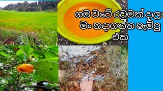 Homemade Herbal Shampoo And Conditioner /විනාඩි 5න් මං හදාගත්ත Shampoo එක /හිස්හොරිනම්  මේක ගාන්න