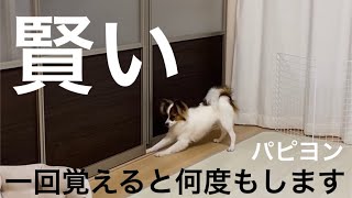 すぐ何でも覚えてくれるけど、、、【パピヨン】