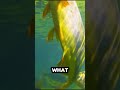 fish out of water 📸 hatched_break_free viral shorts youtubeshorts animals subscribe