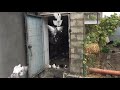 pigeons.Для начинающих голубятников.