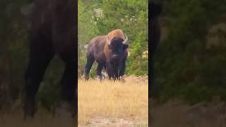 Bison Safety 101: STAY 75 Feet Away in Yellowstone Park!