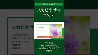 ☘251：【Q\u0026A】スカビオサの育て方｜人気の品種は？水やりや肥料などの管理方法もご紹介#Shorts