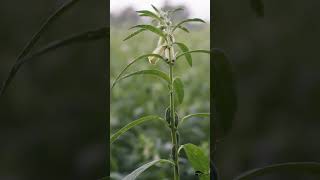 Black Sesame Farming (എള്ള് കൃഷി)