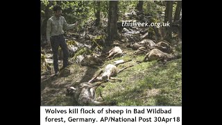 Wolves killing sheep flocks in Germany, crazy Agenda 21 rewilding policy, farmers fuming, Al Jazeera