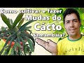 Como cultivar e fazer mudas do Cácto Samambáia?