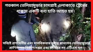 গতকাল তেলিয়ামুড়ার চামপ্লাই এলাকাতে ট্রেনের ধাক্কায় একটি বন্য হাতি আহত হয়।