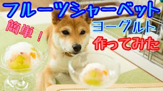 犬おやつ 手作りレシピ　ヨーグルトのフルーツシャーベット ASMR 音フェチ 豆柴ポン太くん【簡単】