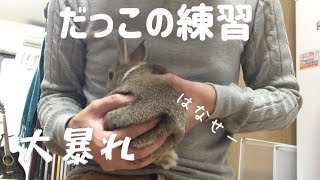 【うさぎ】だっこの練習をしてみました Rabbit Carrying Practice [#17]