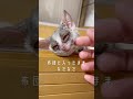 寒くて布団から出れないお猿【ショウガラゴのピザトル】