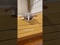 寒くて布団から出れないお猿【ショウガラゴのピザトル】