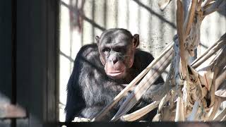 ワールドチームとマリヤ（World Team and Mariya）　宇都宮動物園　チンパンジー　202112