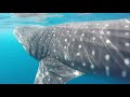 whale shark close up