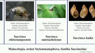 Malacología, orden Stylommatophora, familia Succineidae succinea elegans badia mollusca campestris