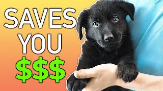 5 Important Puppy Care Tips That Most People FORGET!