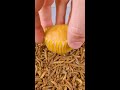 10 000 Mealworms vs MUFFIN