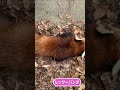 双子レッサーパンダのクセ強マイブーム shorts 鯖江市西山動物園